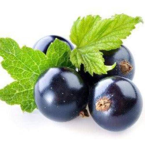 Blackcurrant Plum Diffuser Oil Refill - The Fragrance Room