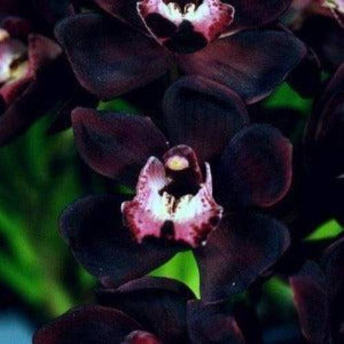 Ginger Black Orchid Fragrance Oil - The Fragrance Room