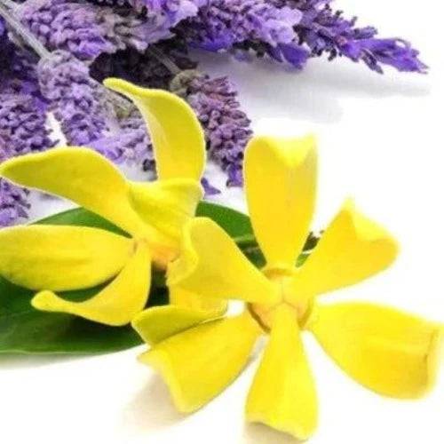 French Lavender Ylang Natural Fragrance Oil - The Fragrance Room