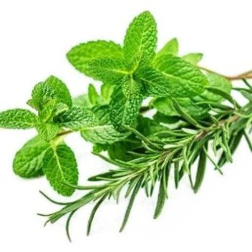 Wild Mint Rosemary Fragrance Oil - The Fragrance Room