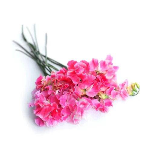 Sweet Pea Fragrance Oil - The Fragrance Room