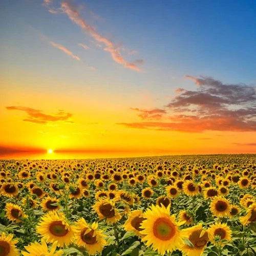 Warm Sunflower Fragrance Oil - The Fragrance Room