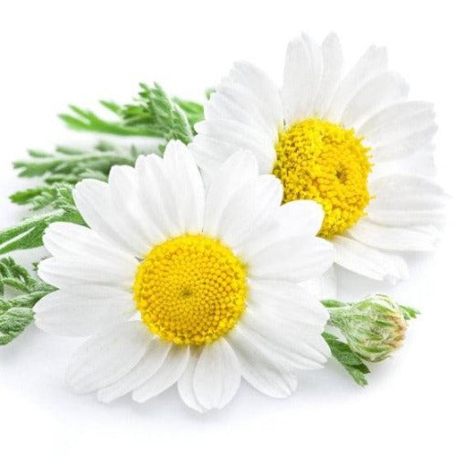 Chamomile Fragrance Oil | The Fragrance Room