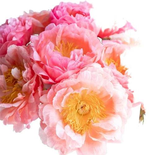 Peony Bouquet Fragrance Oil