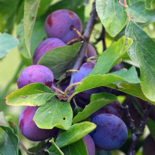 Kakadu Plum Fragrance Oil - The Fragrance Room