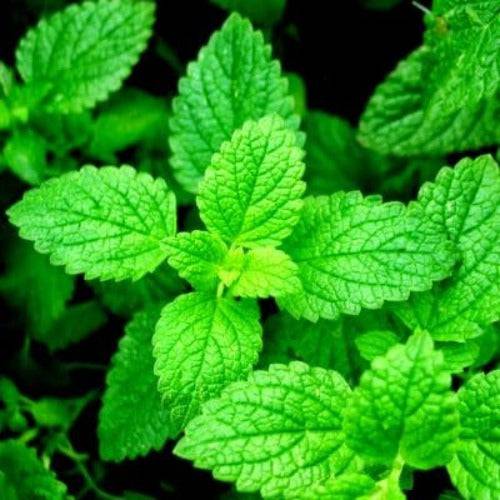 Spearmint Fragrance Oil