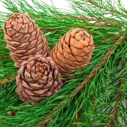 Cedar & Balsam Fragrance Oil