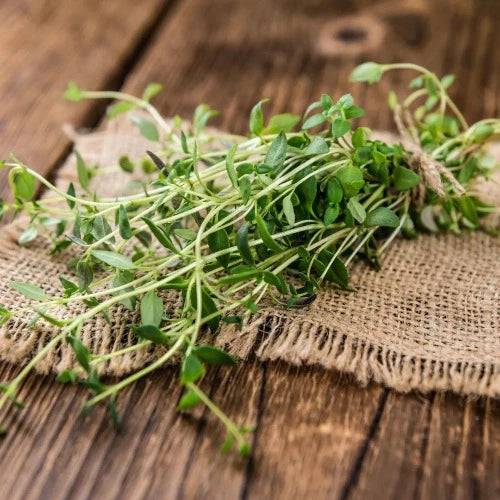 Thyme & Cedar Fragrance Oil - The Fragrance Room