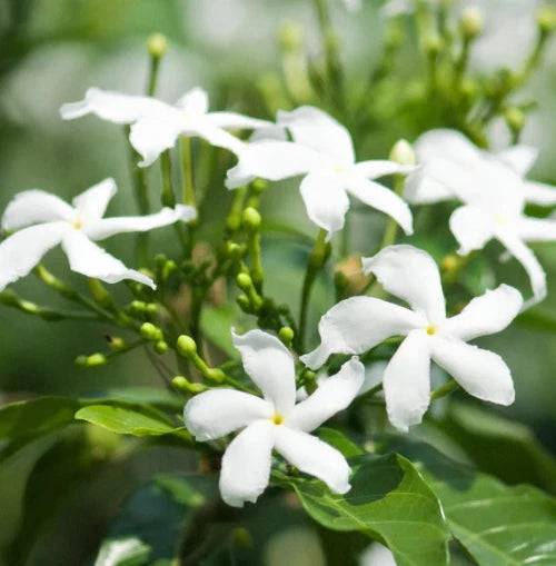 Star Jasmine & Iris Fragrance Oil - The Fragrance Room