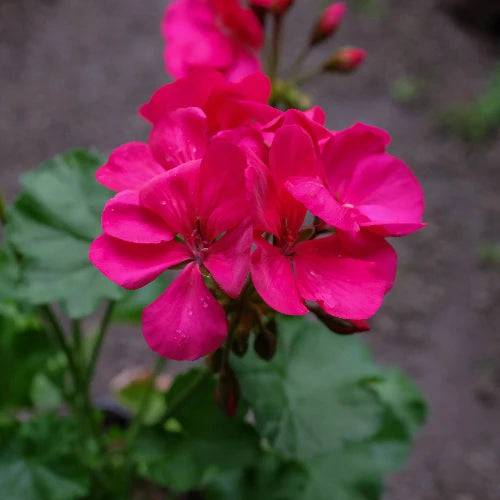 Pink Geranium Fragrance Oil - The Fragrance Room