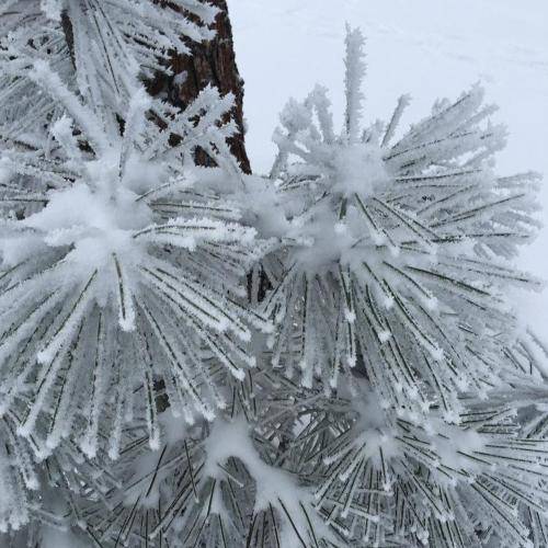 Pine Needle Ice Reed Diffuser Refill - The Fragrance Room