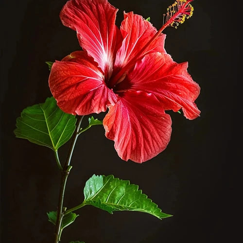 Hibiscus Water Fragrance Oil - The Fragrance Room