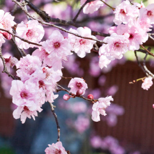 Cherry Blossom Fragrance Oil