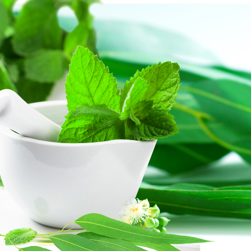 Eucalyptus & Mint Fragrance Oil - The Fragrance Room