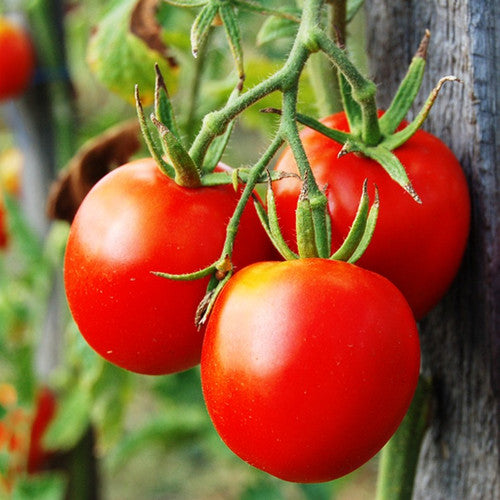 Ripened Tomatoes Fragrance Oil - The Fragrance Room