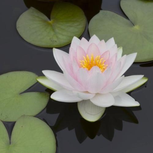 Neroli & Waterlily Fragrance Oil - The Fragrance Room