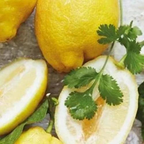 Coriander & Dry Citrus Fragrance Oil - The Fragrance Room