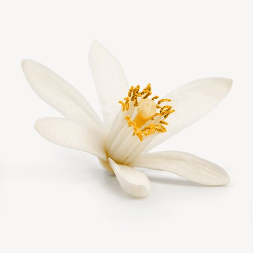 Neroli & Waterlily Fragrance Oil - The Fragrance Room