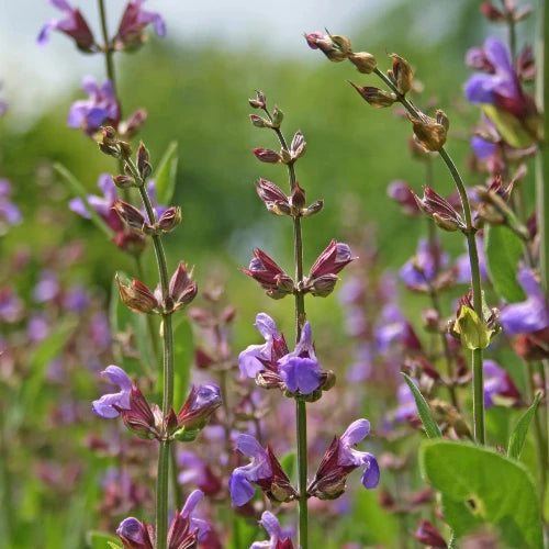 Sage Flower Fragrance Oil - The Fragrance Room