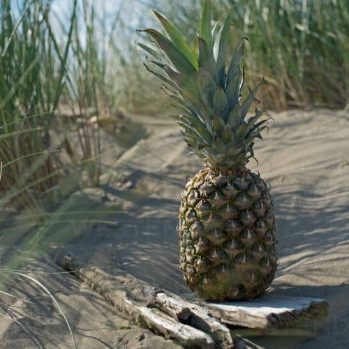 Pineapple Driftwood Fragrance Oil