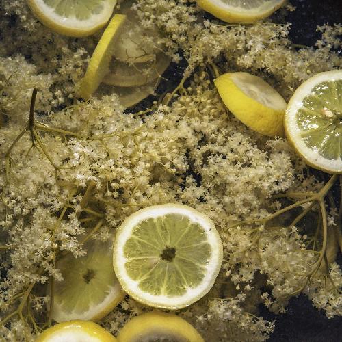 Lime Coconut & Elderflower Fragrance Oil