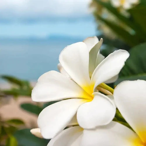 Citrus Plumeria Fragrance Oil - The Fragrance Room