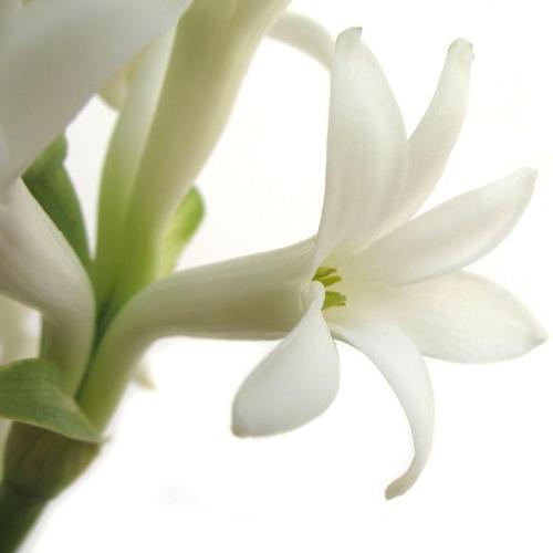 Tuberose & Fig Fragrance Oil - The Fragrance Room