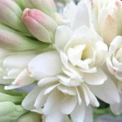 Tuberose Fragrance Oil - The Fragrance Room