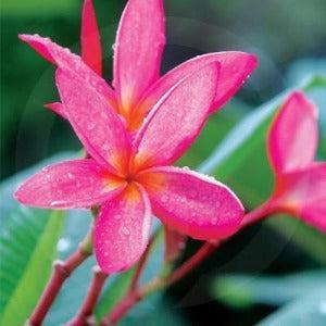 Hawaiian Frangipani Diffuser Oil Refills - The Fragrance Room